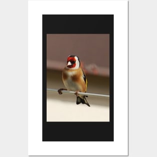 goldfinch Posters and Art